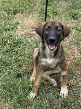 Dolly Parton -  Australian Cattle Dog Blue Heeler and Siberian Husky Dog for Adoption in Fenton, Missouri - Dolly Parton | PetCurious