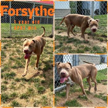 Rescue Pit Bull Terrier Dogs for Adoption in Franklin, Indiana - Forsythe | PetCurious