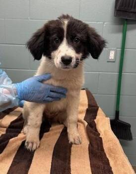 Great Pyrenees and Mixed Breed Dogs Available for Adoption in Kansas City, Missouri - Citronella | PetCurious