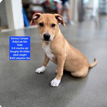 Rescue American Bully and Labrador Retriever Dogs for Adoption in Oviedo, Florida - Serious Camper | PetCurious