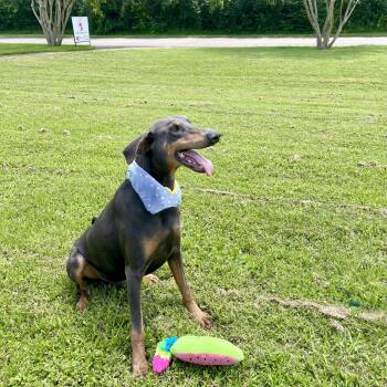 Rescue Doberman Pinscher Dogs for Adoption in Angleton, Texas - Ginkgo | PetCurious