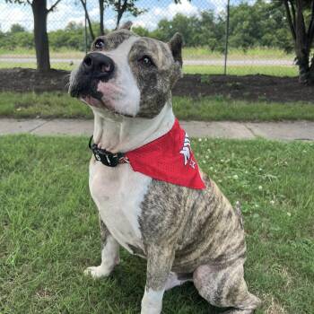 Rescue Mixed Breed Dogs for Adoption in Tunica, Mississippi - Solis | PetCurious