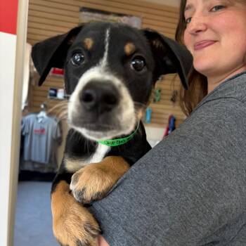 Caspian -  Mixed Breed Dog for Adoption in Morristown, Vermont - Caspian | PetCurious