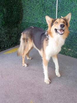 61729072 -  Collie and Mixed Breed Dog for Adoption in El Paso, Texas - 61729072 | PetCurious