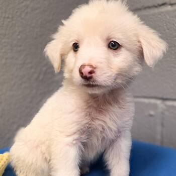 Concho -  Border Collie Dog for Adoption in Gainesville, Texas - Concho | PetCurious