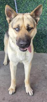 Rhett* -  German Shepherd Dog and Mixed Breed Dog for Adoption in El Paso, Texas - Rhett* | PetCurious