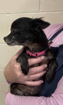 Maureen -  Chihuahua Dog for Adoption in Vancouver, Washington - Maureen | PetCurious