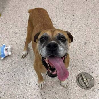 Amelia Bedelia -  Boxer Dog for Adoption in Denver, Colorado - Amelia Bedelia | PetCurious