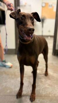 Doberman Pinscher and Mixed Breed Dogs Available for Adoption in Bowling Green, Kentucky - Grace | PetCurious