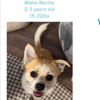 Mixed Breed Dogs Available for Adoption - Marina | PetCurious