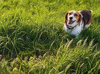 Beagle Dogs Available for Adoption in Overland Park, Kansas - Annie - Fostered In SE Nebraska | PetCurious