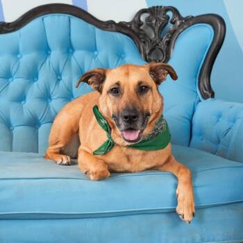 Miss Molly -  Black Mouth Cur and German Shepherd Dog Dog for Adoption in La Grange, Kentucky - Miss Molly | PetCurious