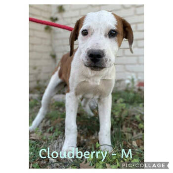 Rescue Mixed Breed Dogs for Adoption in Waunakee, Wisconsin - Cloudberry | PetCurious