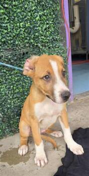 61676096 -  Mixed Breed Dog for Adoption in El Paso, Texas - 61676096 | PetCurious