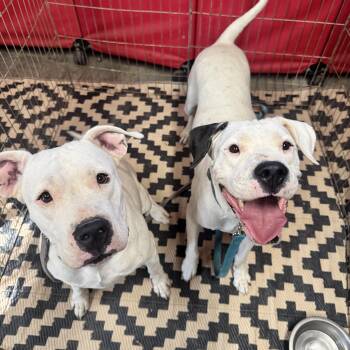 HARLEY and LUNA -  Mixed Breed and Pit Bull Terrier Dog for Adoption in Los Angeles, California - HARLEY And LUNA | PetCurious