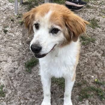 Collie and Welsh Springer Spaniel Dogs Available for Adoption in Sarasota, Florida - Swagger | PetCurious