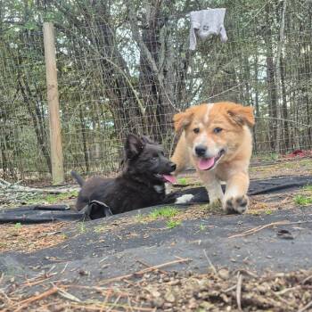 Border Collie and Husky Dogs Available for Adoption - Gunter | PetCurious