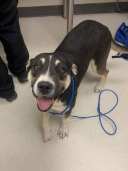 Catahoula Leopard Dog and Terrier Dogs Available for Adoption - Chloe | PetCurious