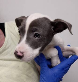 Jack Russell Terrier and Terrier Dogs Available for Adoption - Ollie | PetCurious