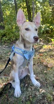 Honey -  Husky and Australian Cattle Dog Blue Heeler Dog for Adoption in Morton Grove, Illinois - Honey | PetCurious