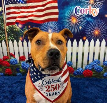 Corky -  Mixed Breed Dog for Adoption in Flint, Michigan - Corky | PetCurious