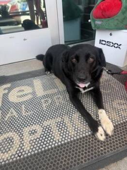 Jasmine -  Mixed Breed Dog for Adoption in Chamblee, Georgia - Jasmine | PetCurious