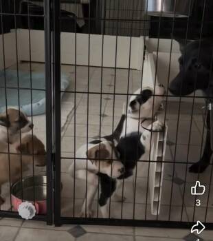 Woad -  Mixed Breed and Dutch Shepherd Dog for Adoption in Middletown, Connecticut - Woad | PetCurious