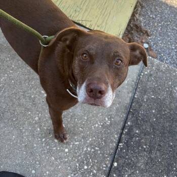 Malika -  Mixed Breed Dog for Adoption in Milton, Florida - Malika | PetCurious