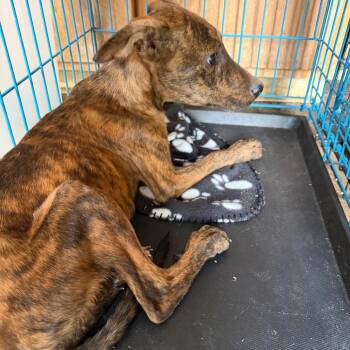 Mooch -  Mixed Breed Dog for Adoption in Pine Bluff, Arkansas - Mooch | PetCurious