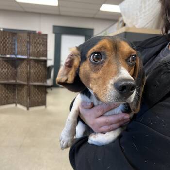 Rescue Beagle Dogs for Adoption in East St. Louis, Illinois - Old Bay | PetCurious