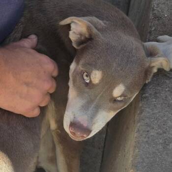 Ember -  Mixed Breed Dog for Adoption in Klamath Falls, Oregon - Ember | PetCurious