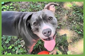 Blue -  Pit Bull Terrier Dog for Adoption in Amherst, Massachusetts - Blue | PetCurious