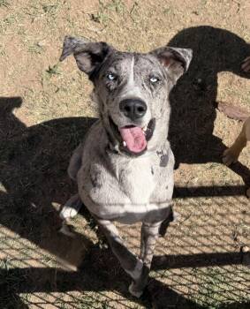 Australian Shepherd Dogs Available for Adoption - Libby | PetCurious