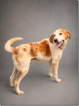 George Gentle Joyful Uber Dogie and People and Cat Social -  American Foxhound Dog for Adoption in Charlottesville, Virginia - George Gentle Joyful Uber Dogie And People And Cat Social | PetCurious