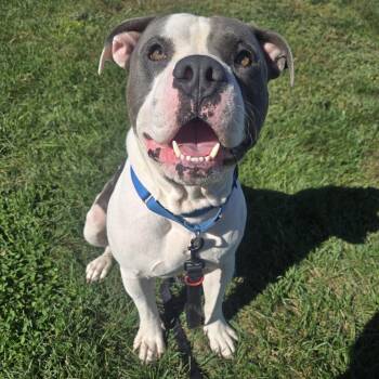 Miko -  Pit Bull Terrier and Mixed Breed Dog for Adoption in Champaign, Illinois - Miko | PetCurious