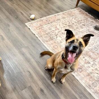 Summer Smiles the Sunshine Girl -  German Shepherd Dog and Black Mouth Cur Dog for Adoption in Friendswood, Texas - Summer Smiles The Sunshine Girl | PetCurious