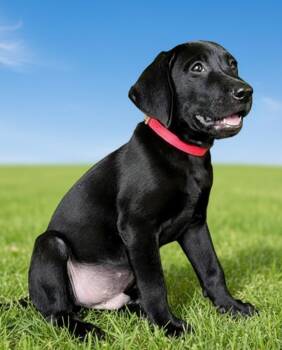 PUPPY VALOR -  Redbone Coonhound and Labrador Retriever Dog for Adoption in Franklin, Tennessee - PUPPY VALOR | PetCurious