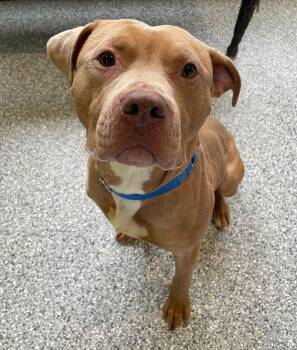 Pit Bull Terrier Dogs Available for Adoption in Jackson, Michigan - Ford | PetCurious