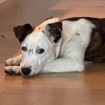 Rescue Australian Cattle Dog Blue Heeler Dogs for Adoption in Ridgefield, Washington - Ms. Gorgeous Gracee | PetCurious