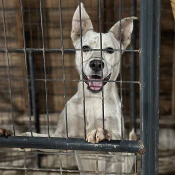 Rescue Shepherd Dogs for Adoption in Fort Smith, Arkansas - Kip | PetCurious