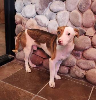 Rescue Terrier Dogs for Adoption in San Antonio, Texas - PETEY | PetCurious