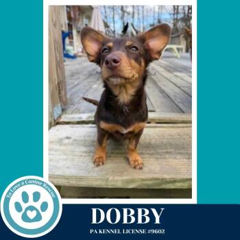 Dachshund Dogs Available for Adoption in Kimberton, Pennsylvania - Dobby 041826 | PetCurious