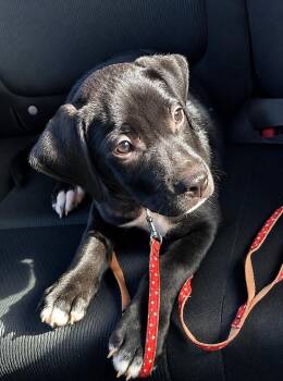 Keith -  Labrador Retriever and American Staffordshire Terrier Dog for Adoption in Saugus, Massachusetts - Keith | PetCurious