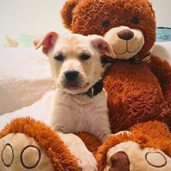 Yellow Labrador Retriever and Mixed Breed Dogs Available for Adoption in Enterprise, Alabama - Chi Chi | PetCurious