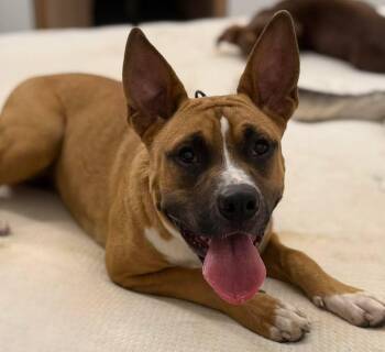 Wolfe -  Pit Bull Terrier Dog for Adoption in Grand Island, Nebraska - Wolfe | PetCurious
