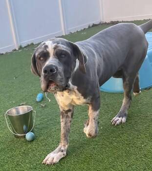 Neapolitan Mastiff and Great Dane Dogs Available for Adoption - Johnny **URGENT** | PetCurious
