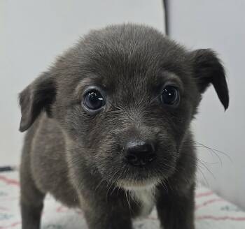 Australian Kelpie Dogs Available for Adoption in Newport, Tennessee - Grandeur | PetCurious