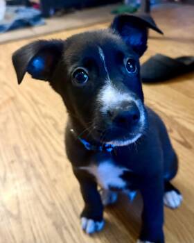 Dr Bunsen -  Labrador Retriever Dog for Adoption in Hillside, Illinois - Dr Bunsen | PetCurious