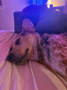GINGER -  Australian Cattle Dog Blue Heeler Dog for Adoption in Broomfield, Colorado - GINGER | PetCurious