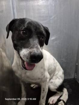 CHAMACO -  Labrador Retriever Dog for Adoption in San Antonio, Texas - CHAMACO | PetCurious